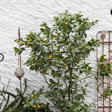 Caffe Dell'arte Boutique Λοκάρνο